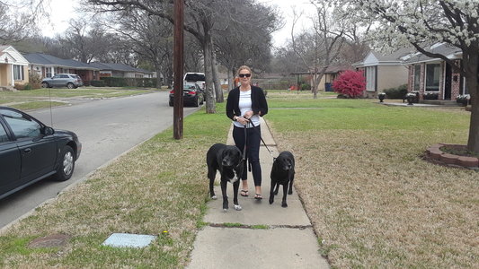 dallas dog walker