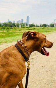 dog walker dallas