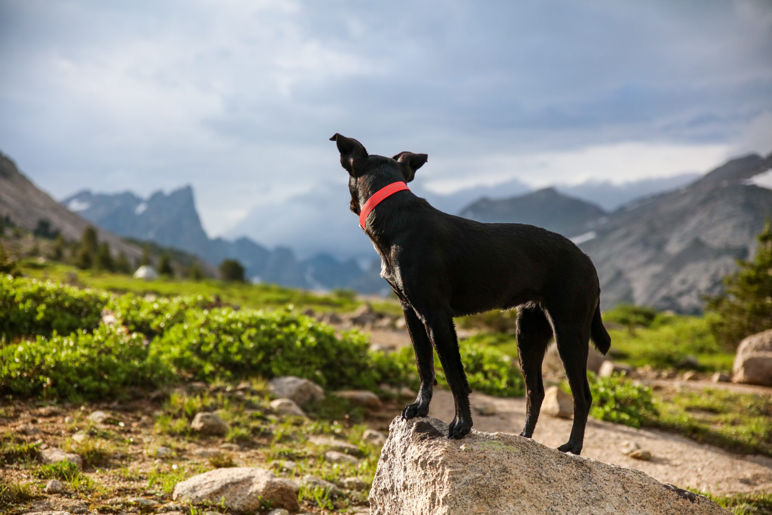 colorado-mountains-pet-daycare