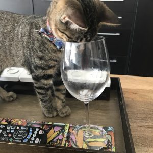 cat pet care services dallas