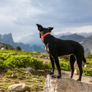 colorado-mountains-pet-daycare