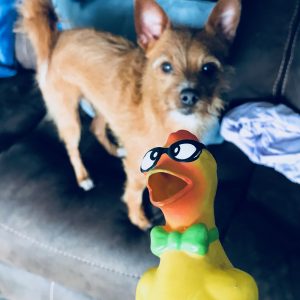 dallas-dog-sitter