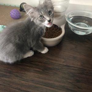 cat sitter dallas
