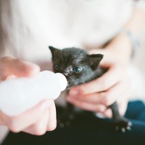 special pet care dallas