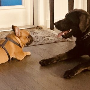 dog pet care services dallas