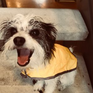 dog walker dallas