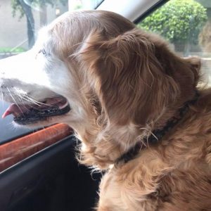 vet visits dallas