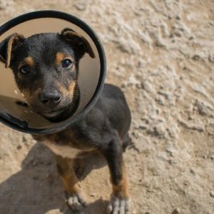 special needs pet dallas